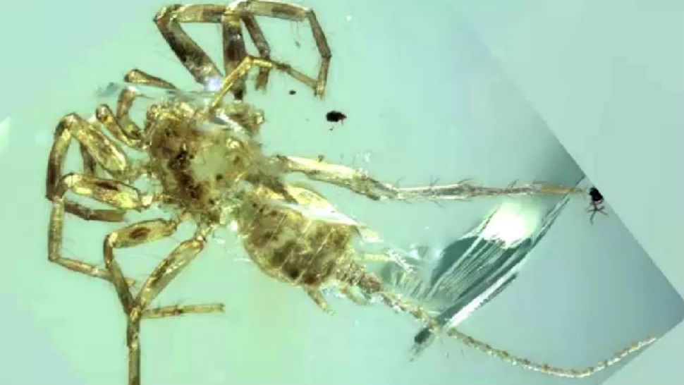 Cretaceous arachnid Chimerarachne yingi gen. et sp. nov. illuminates spider origins.