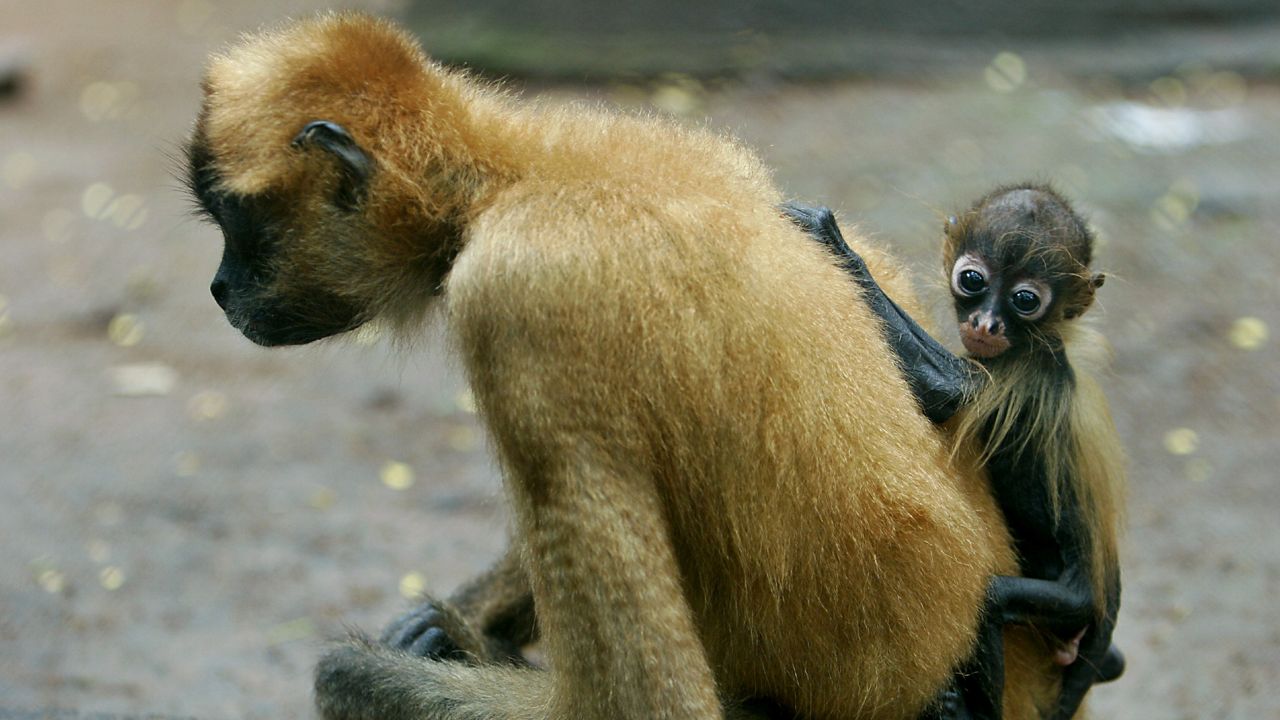 A Central American spider monkey, or black-handed spider monkey, 2 months old, rests on its mother's back at the Juigalpa zoo, some 140 kilometers (87 miles) east of Managua, Nicaragua, Sunday, Aug. 13, 2006. (AP Photo/Esteban Felix)