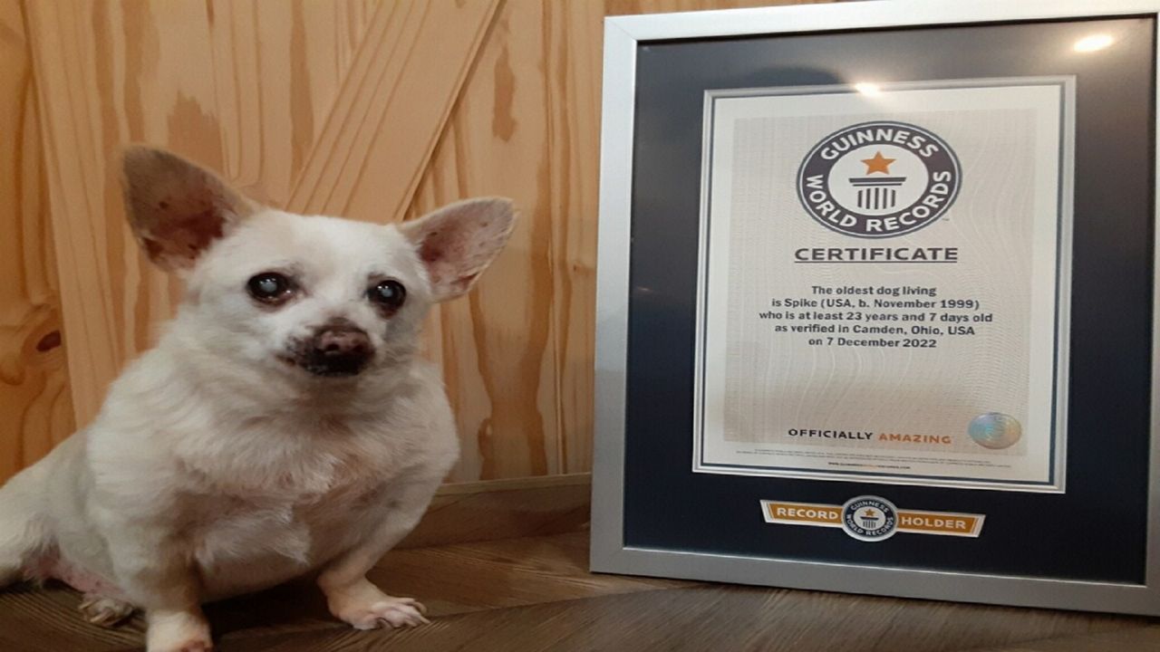 Guinness World Records names world's oldest living dog