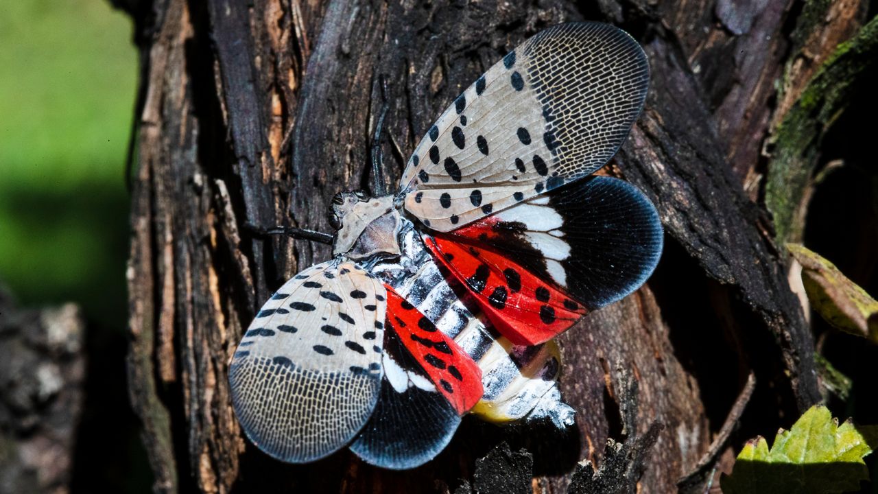 This Sept. 19, 2019 photo shows a spotted lanternfly at a vineyard in Kutztown, Pa.