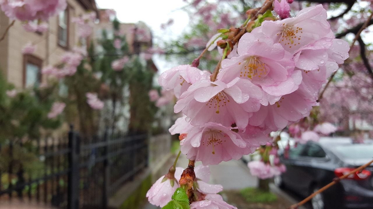 https://s7d2.scene7.com/is/image/TWCNews/spring-pink-photo-weather-3-04202019