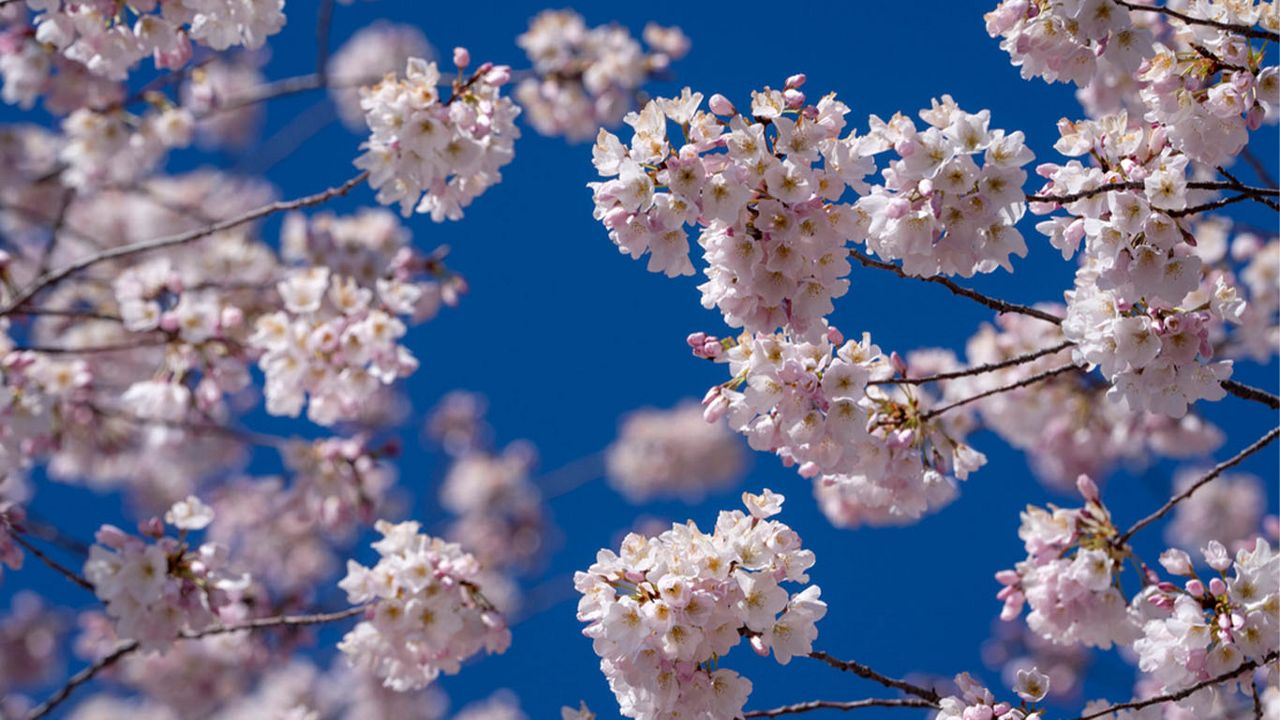 Es el primer día de primavera Esto es lo que significa