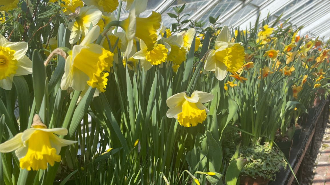 Mount Holyoke College hosting annual Spring Flower Show