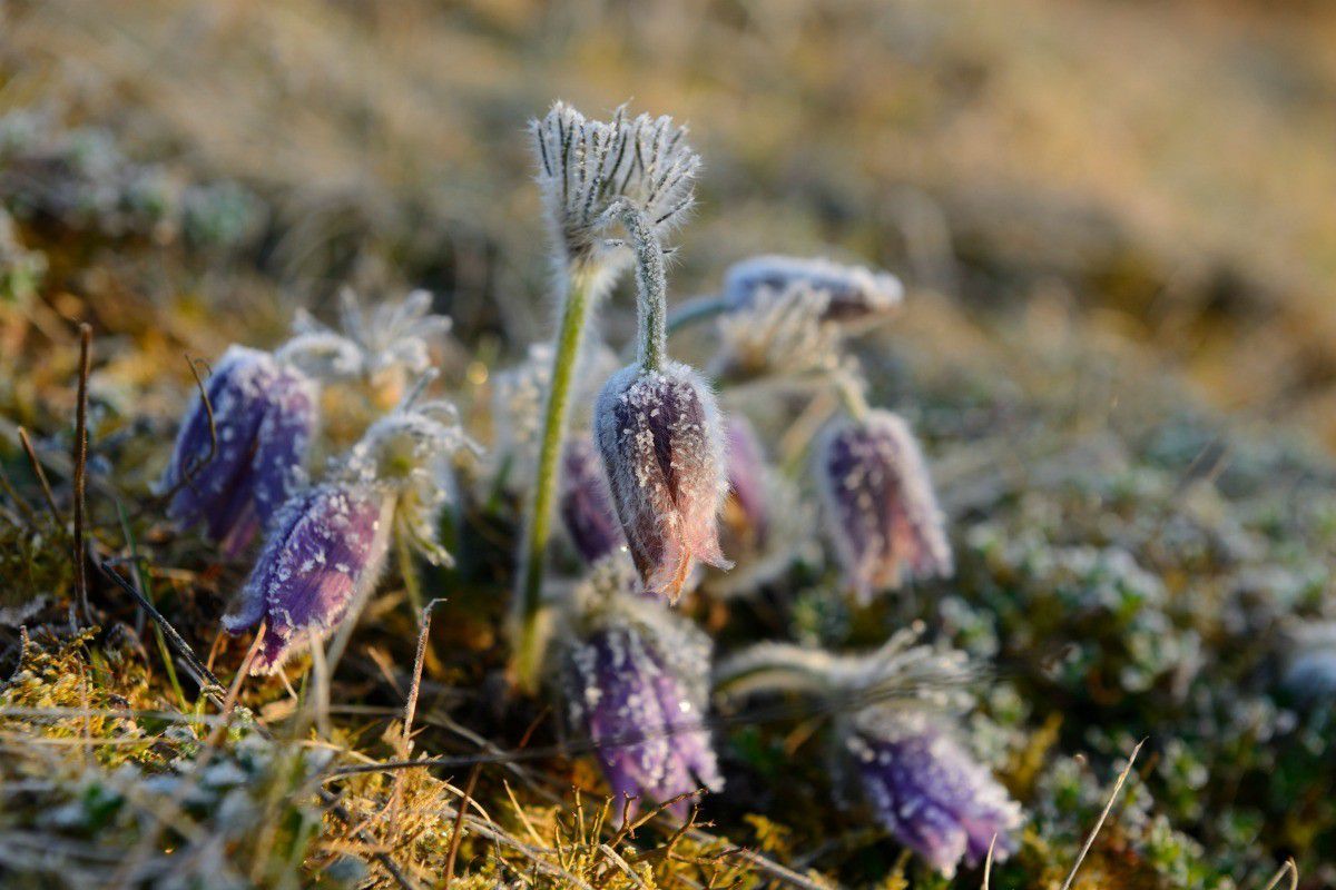 Spring frost flowers