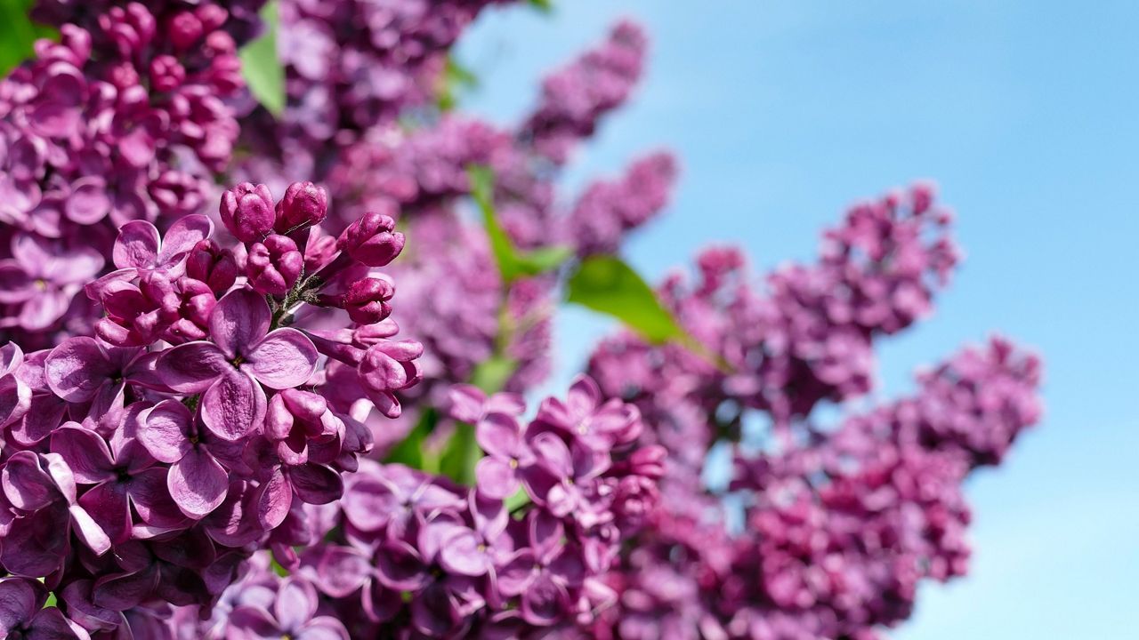 Spring flowers