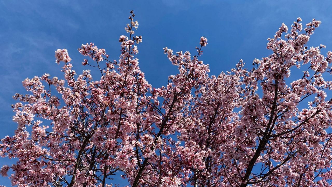 Flowering tree