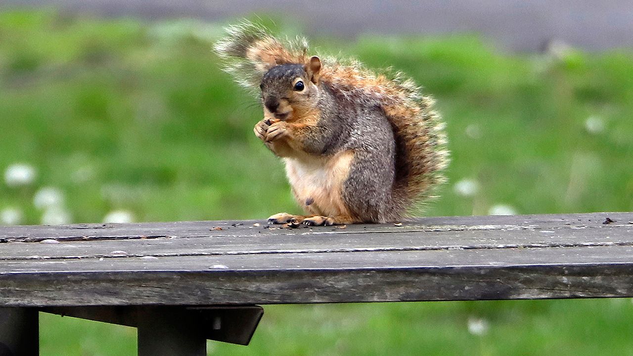 Ohio’s fall hunting season begins in early September