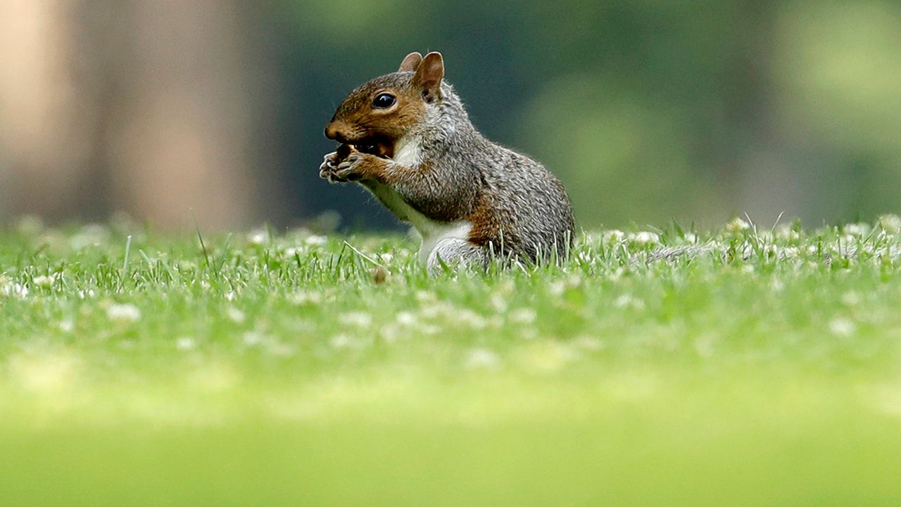 do squirrels hibernate all winter