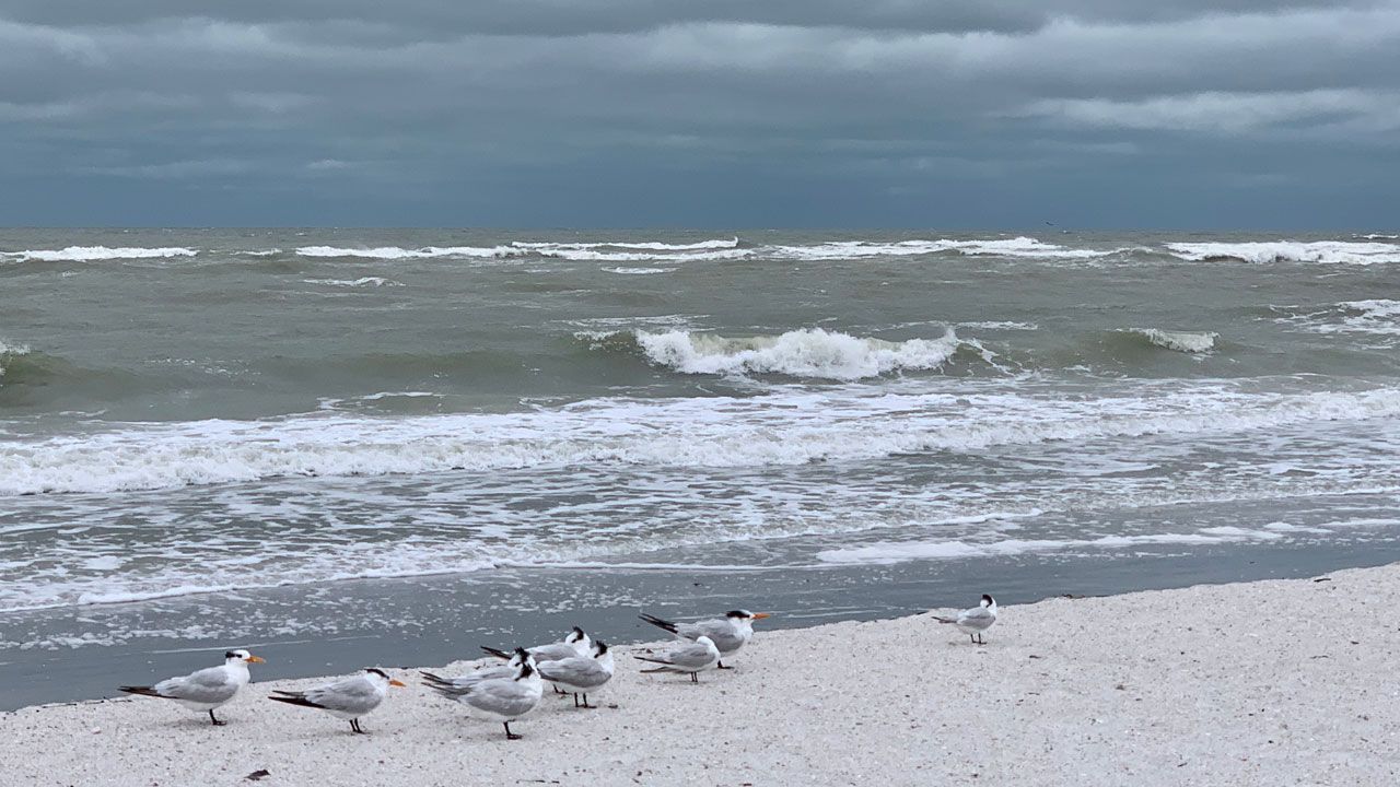Sent via Spectrum Bay News 9 app: A gloomy Saturday on St. Pete Beach. The sun is expected to break through the clouds Sunday. (Jodi McLean, Viewer)