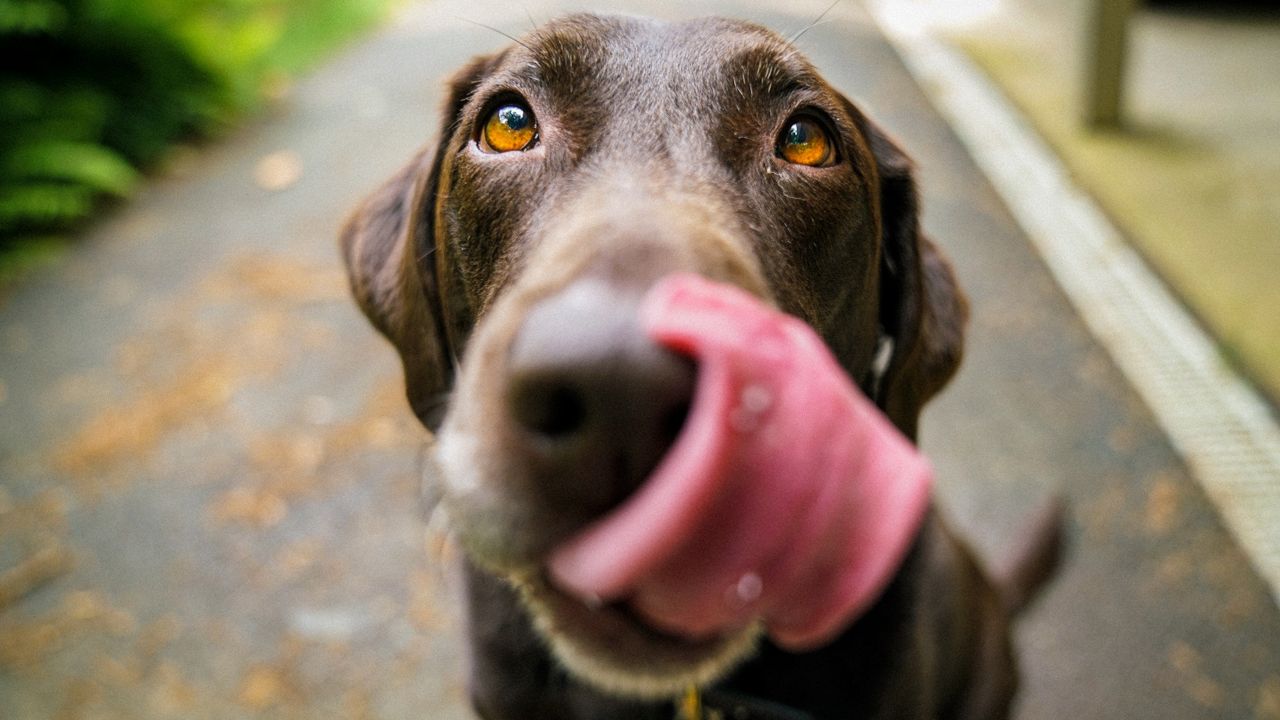 Thursday, August 26 is National Dog Day. (James Barker/Unsplash)