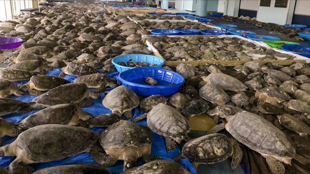 Saving our Texas sea turtles - Vimarsana News