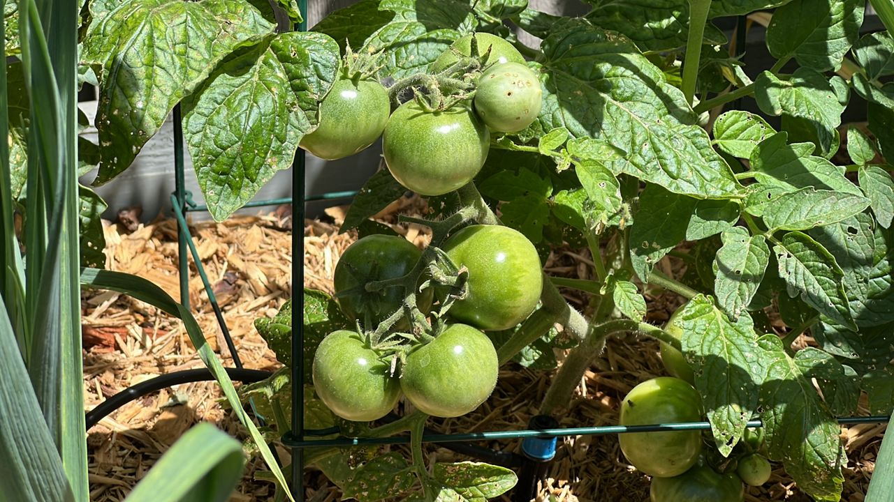 Tomatoes in Michael Pratt's garden in Dallas. (Spectrum News 1/Stacy Rickard)