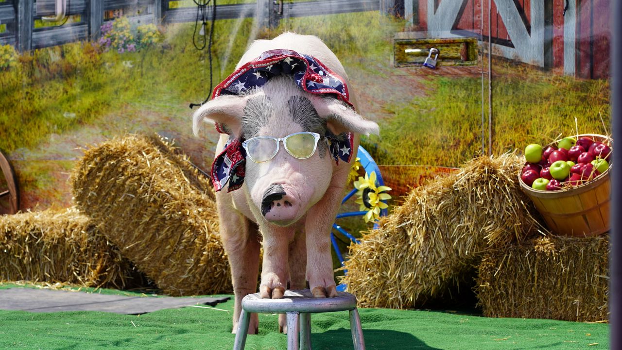 Its the opening day of Kentucky State Fair - Vimarsana News