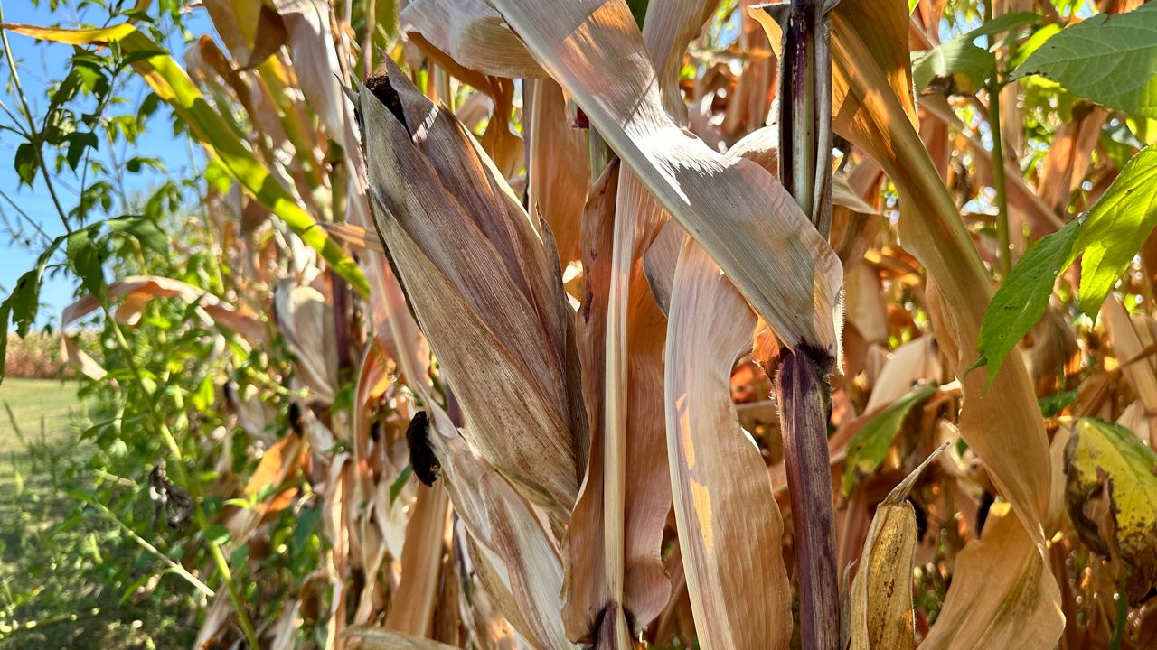 State fire marshal Burn ban issued to 'keep everybody safe'