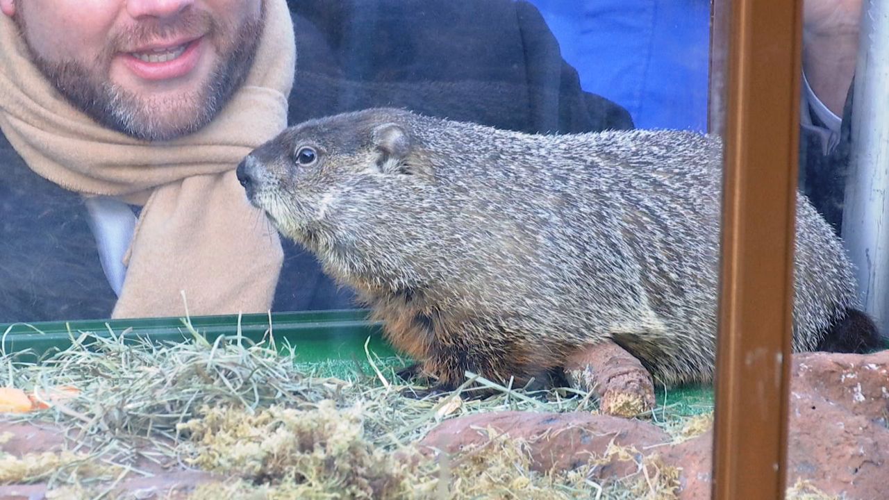 Staten Island Chuck the Groundhog Predicts an Early Spring