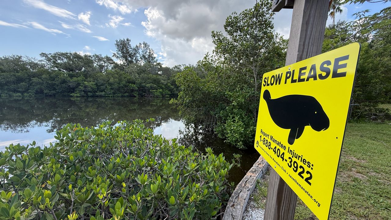 Manatee protection zone advances in Clearwater estuary