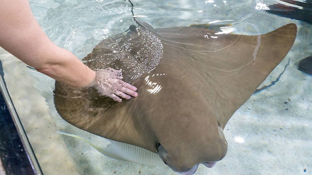 Florida Aquarium guests can now get a hands-on encounter with caring for cownose stingrays with their new "Stingray Feeding Experience." (Photo: Florida Aquarium)