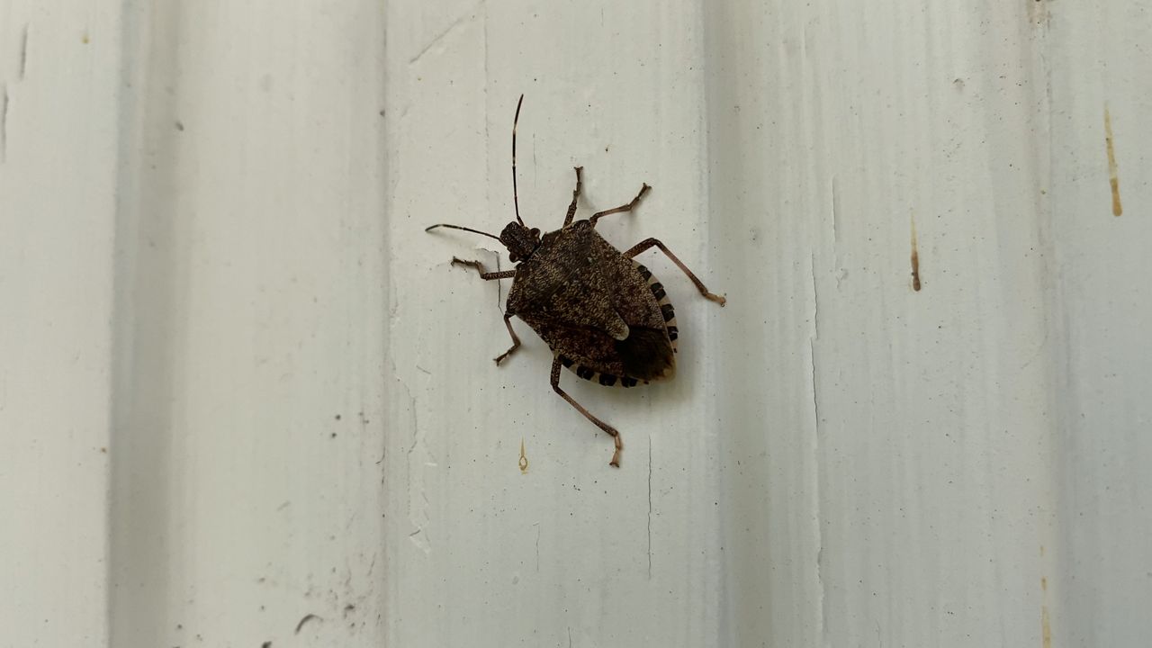 Shield-shaped stinkbug on home exterior