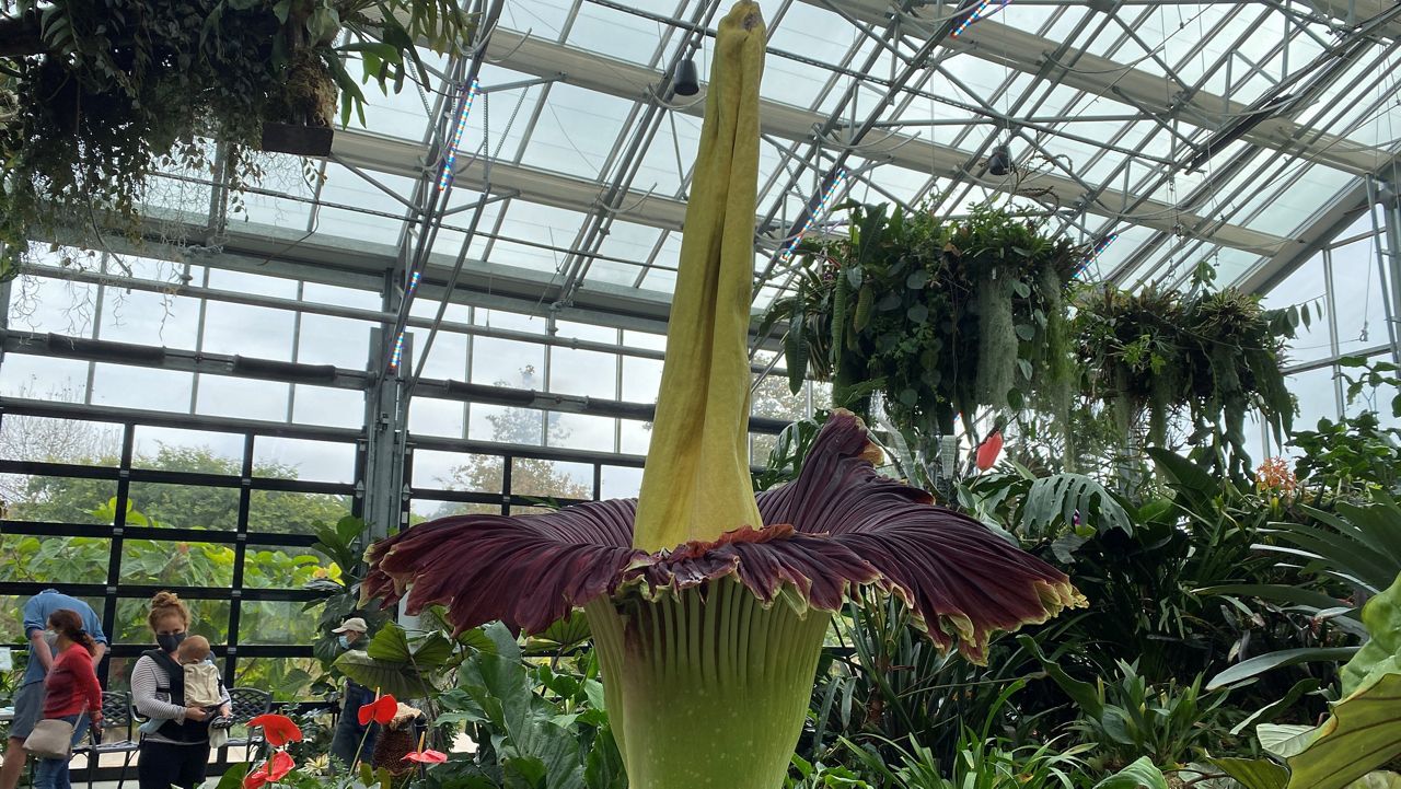 Rare corpse flower blooms for second time in San Diego