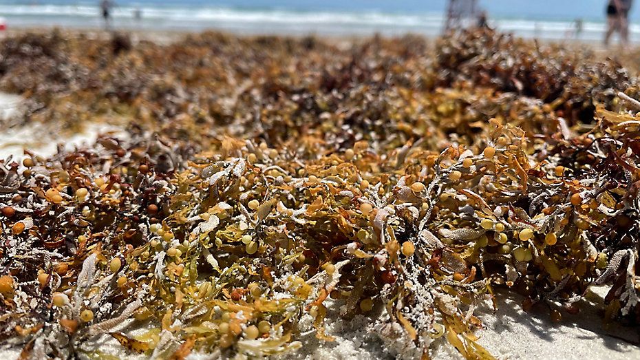 Miles Of Smelly Seaweed Washes Up In Volusia Overnight