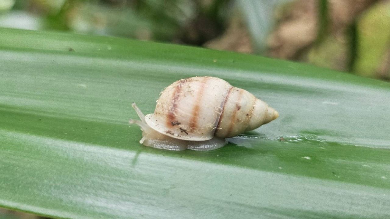 Born-in-the-wild unmarked Partula tohiveana snail observed in the wild in September 2024, meaning the species is re-established.