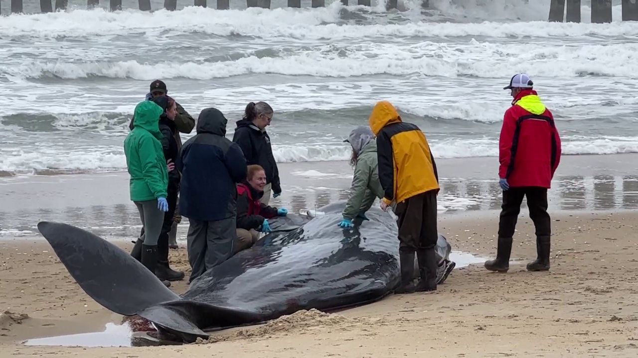 A juvenile sperm whale was found stranded on a beach in Nags Head on Wednesday morning. (Spectrum News 1/Lauren Howard)