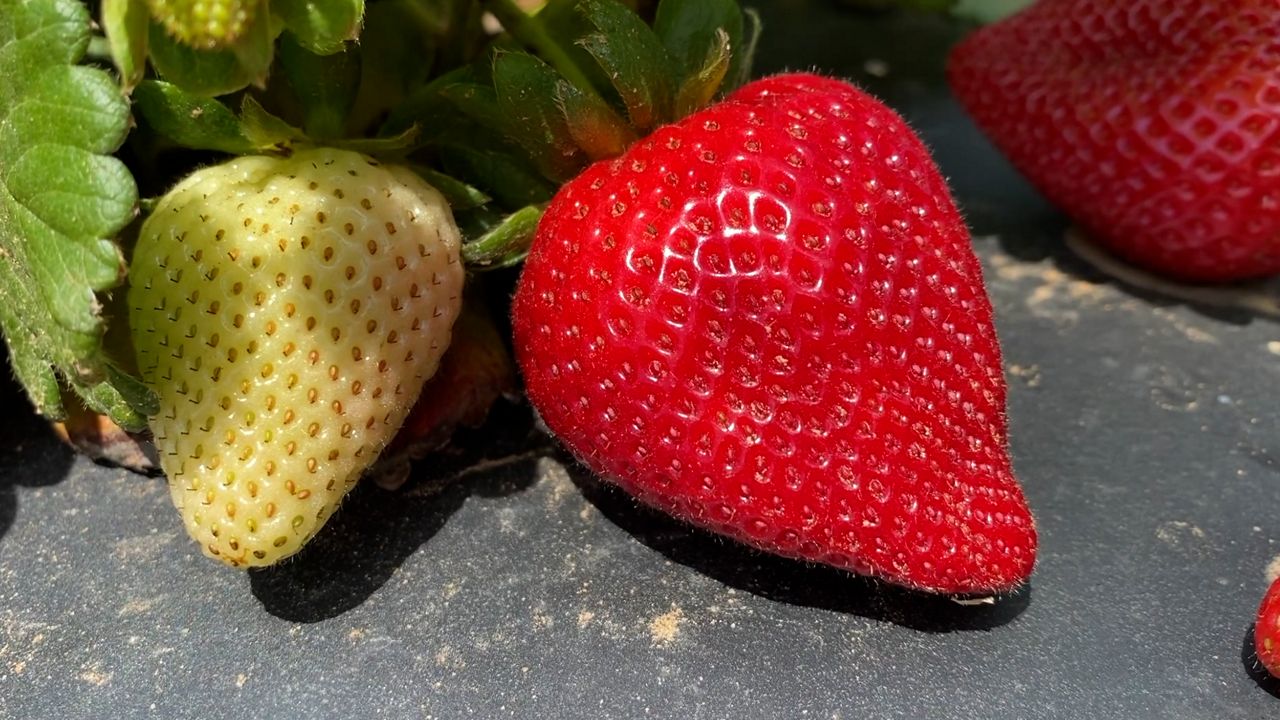 New duty on Mexican strawberries could raise prices for shoppers
