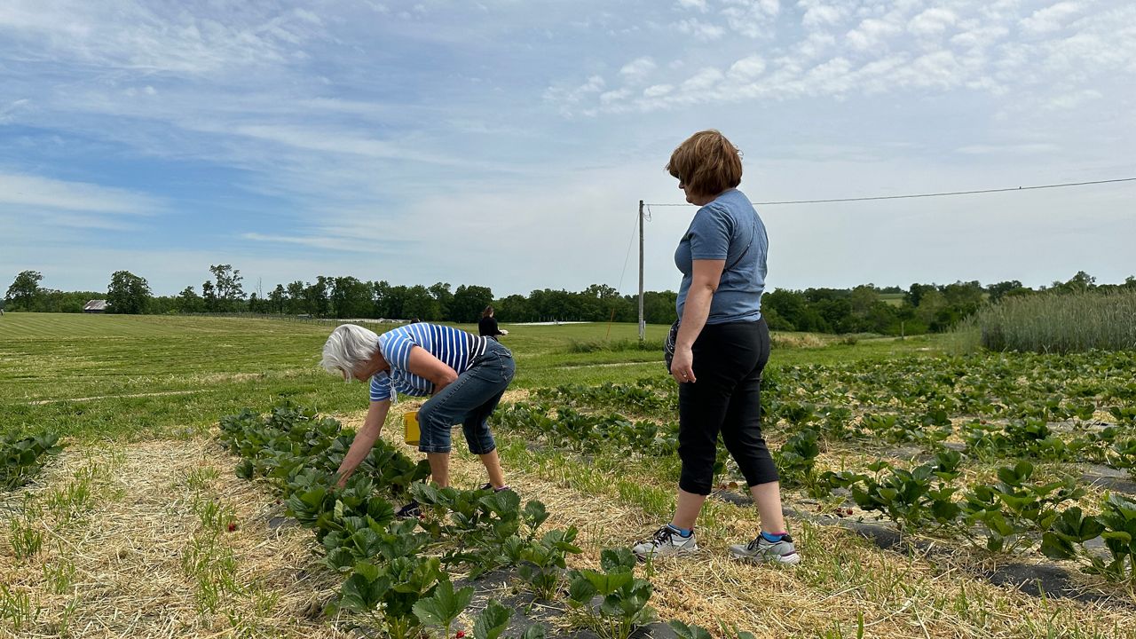 Kentucky Strawberry Festival