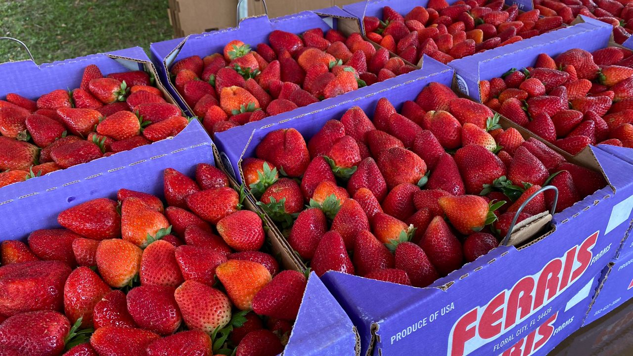 Fresh strawberries. (Spectrum File)