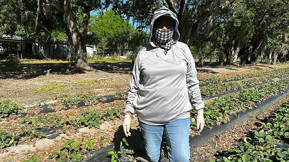 Lourdes Flores working as the strawberry season comes to an end. (Spectrum News/Lizbeth Gutierrez)