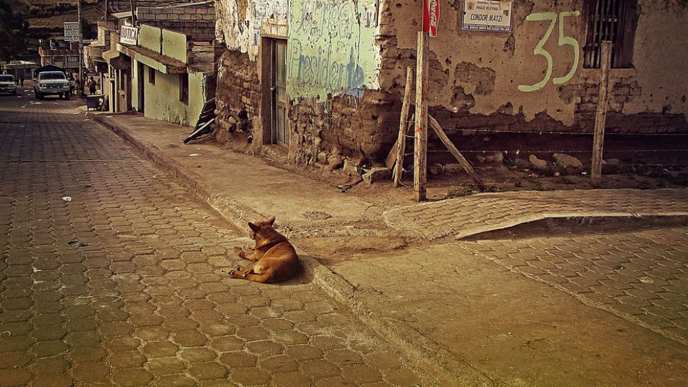 FILE- Stray dog in the street. 