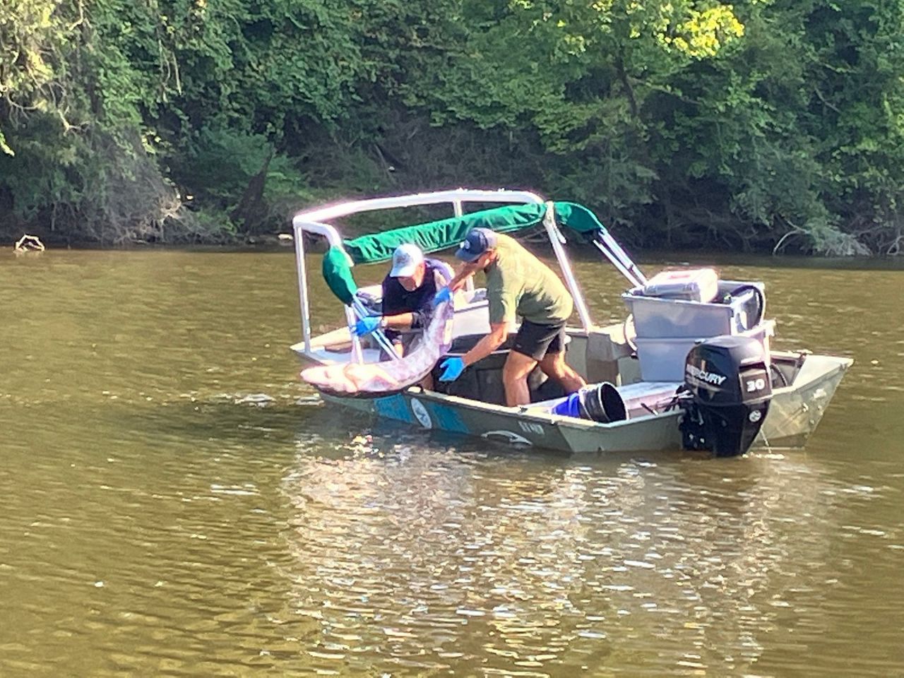 Greenville caviar? 60inch sturgeon rescued from stream