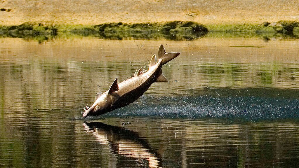 A large sturgeon leaps from the water June 15, 2007 on the Suwannee River at Branford, Fla. These fish reach a length of 8 ft., weighing 200 lbs., and  have been responsible for a number of injuries on the Suwannee River when they jump into recreational boats. (AP Photo/Phil Sandlin)