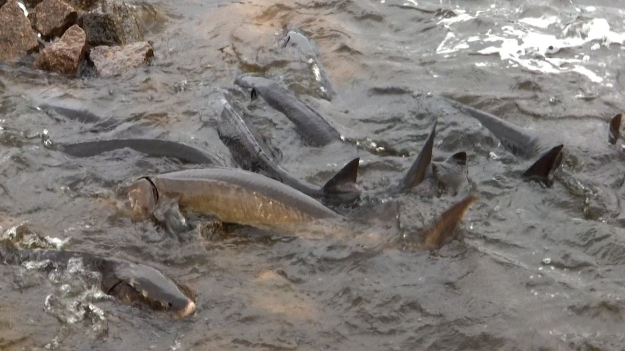 Sturgeon Spawning Season Begins in Wisconsin