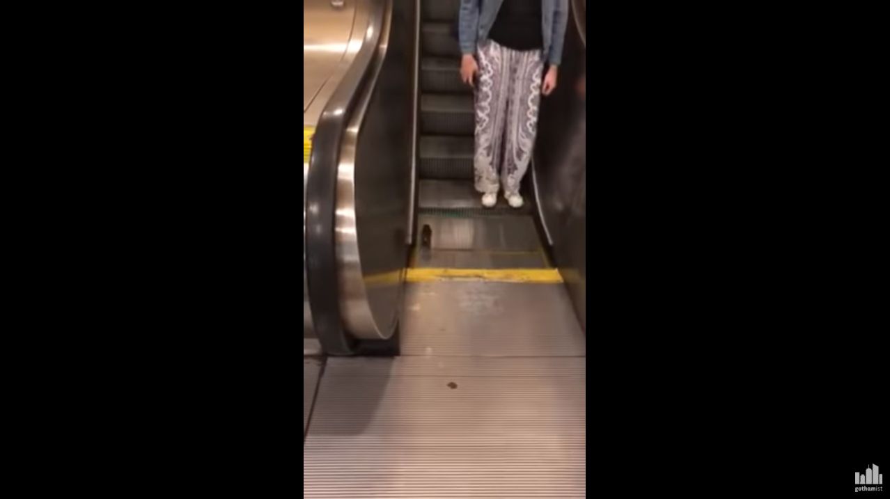 Subway rat escalator
