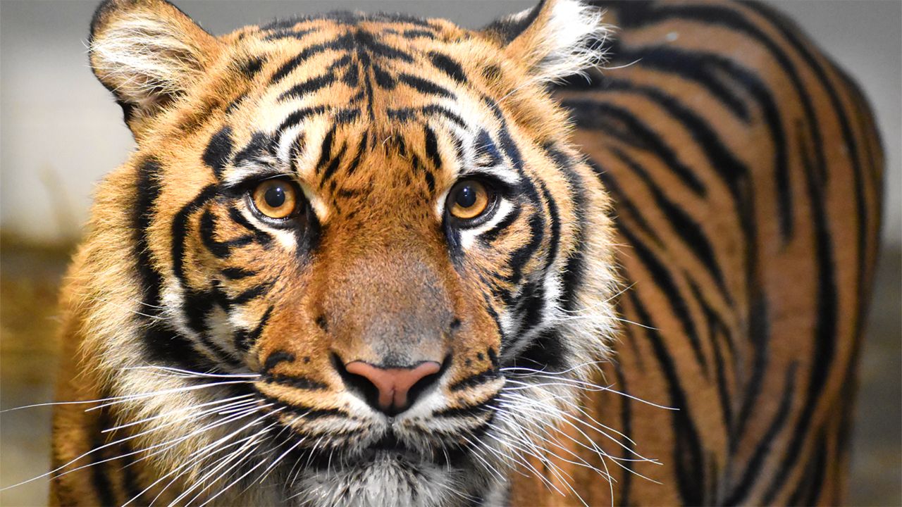 Sumini the Sumatran tiger. (Photo courtesy of the Akron Zoo)