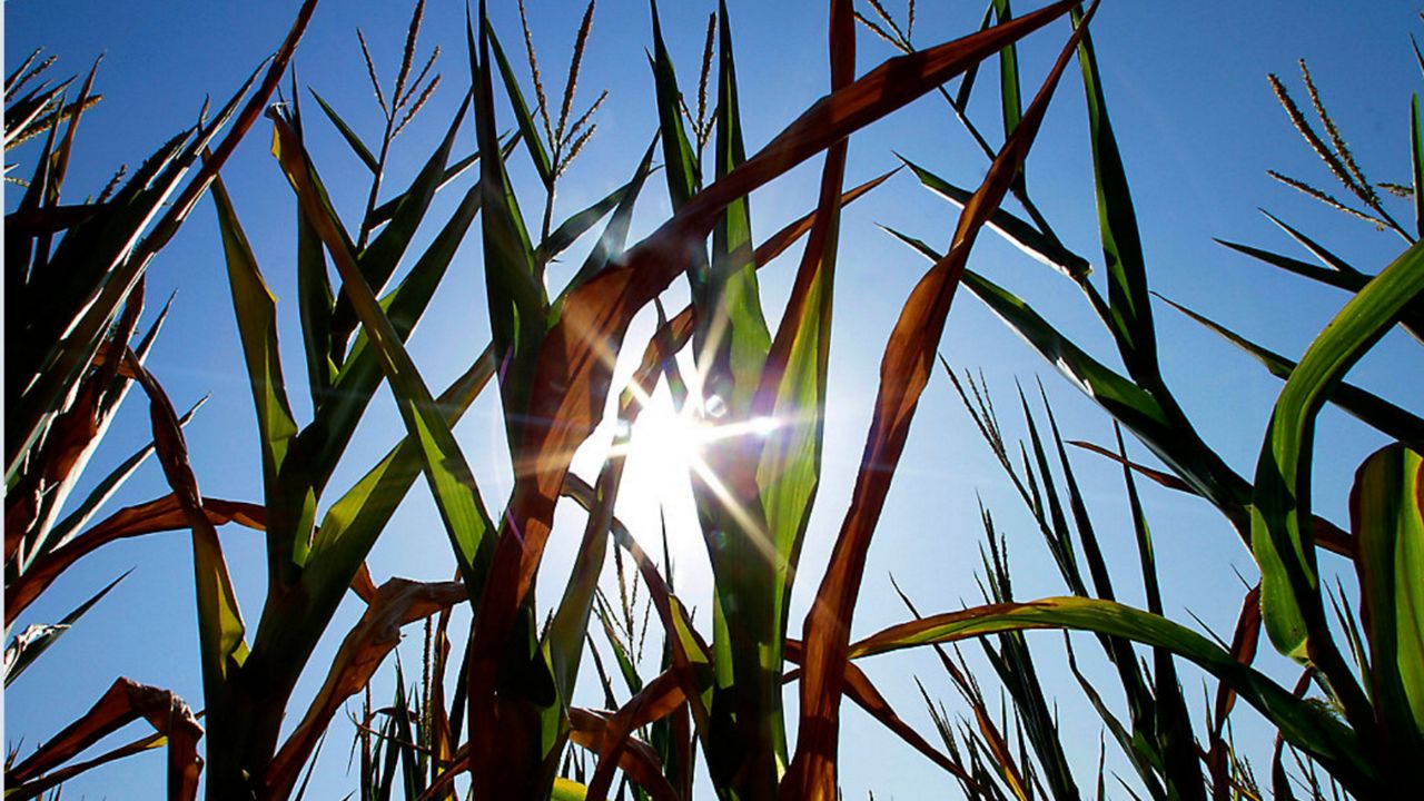 Sun shining through a field of crops. (Spectrum News 1/FILE)
