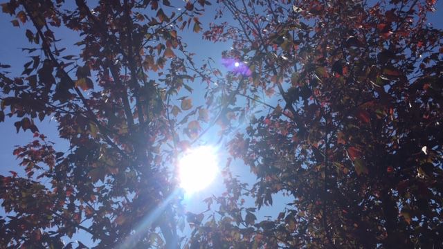 fall sun tree