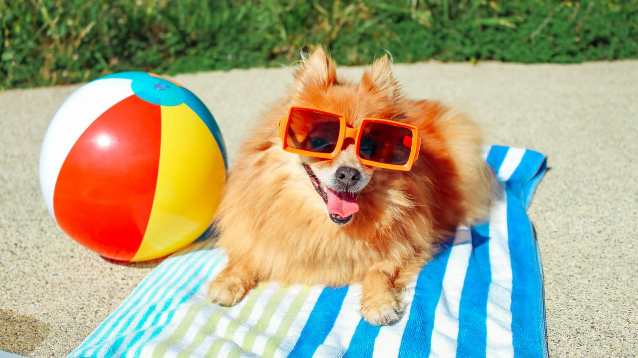 Doggo Soaking in Rays