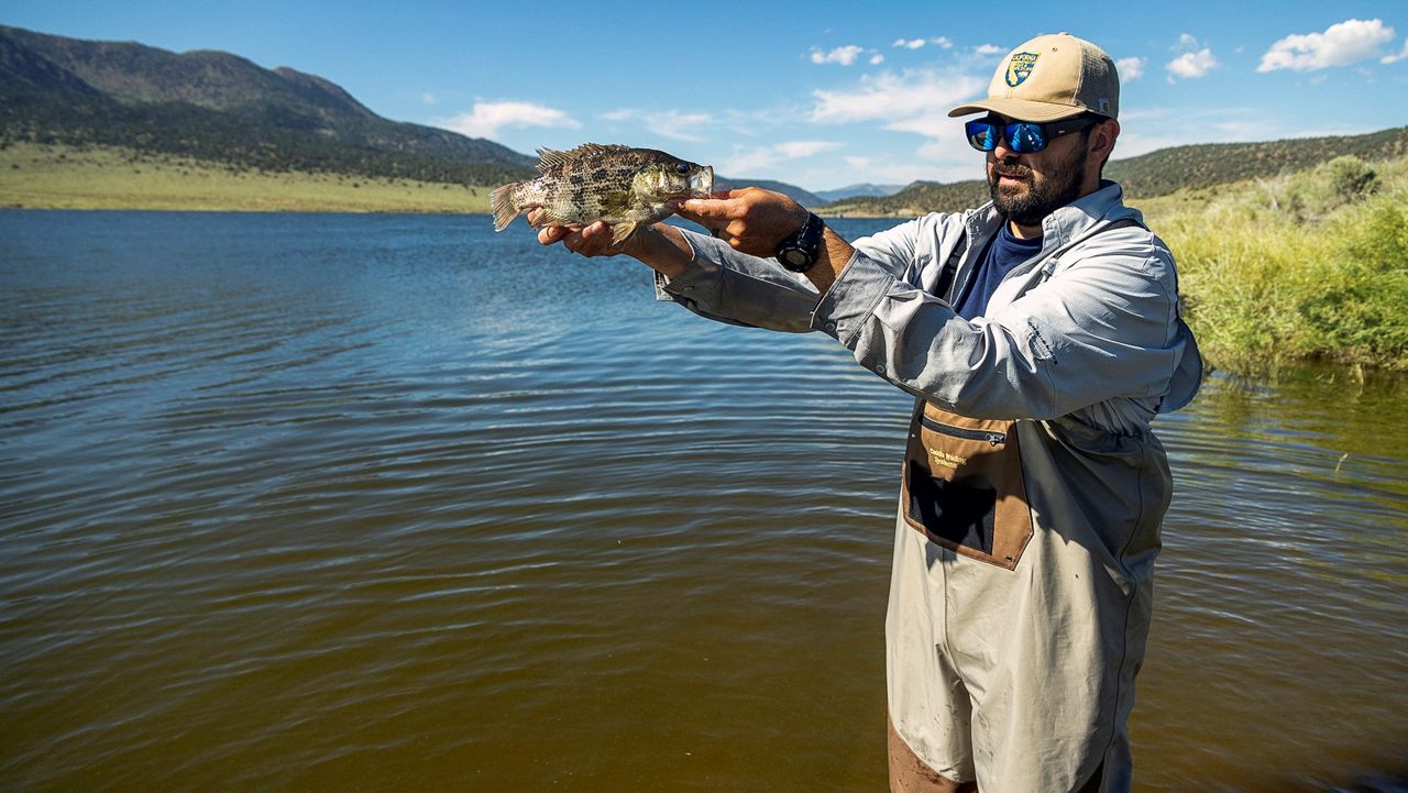 State to introduce more anglers to native sunfish