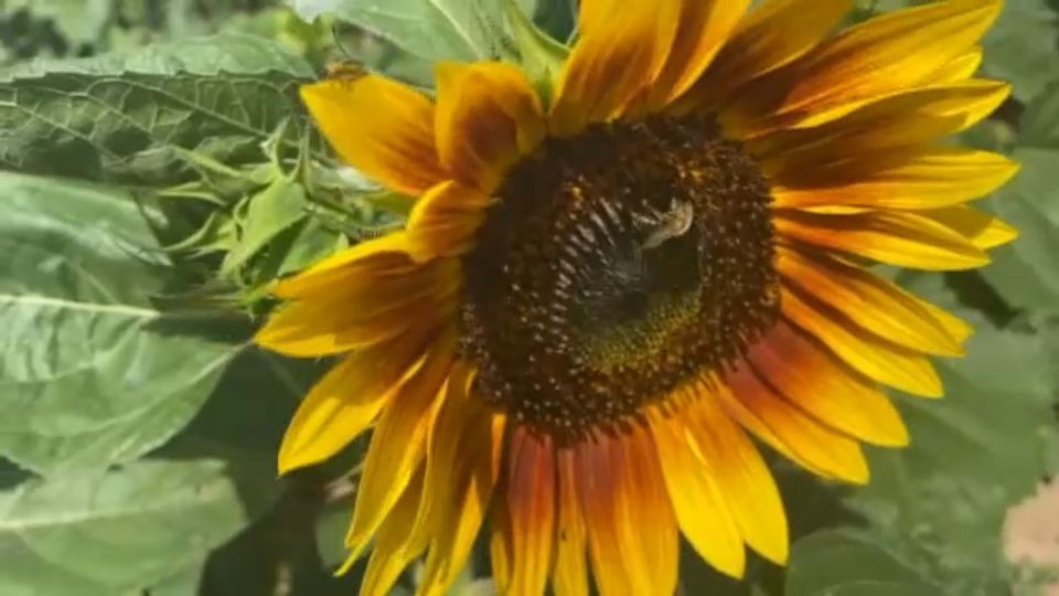 Sunflowers of Sanborn Open for the Season