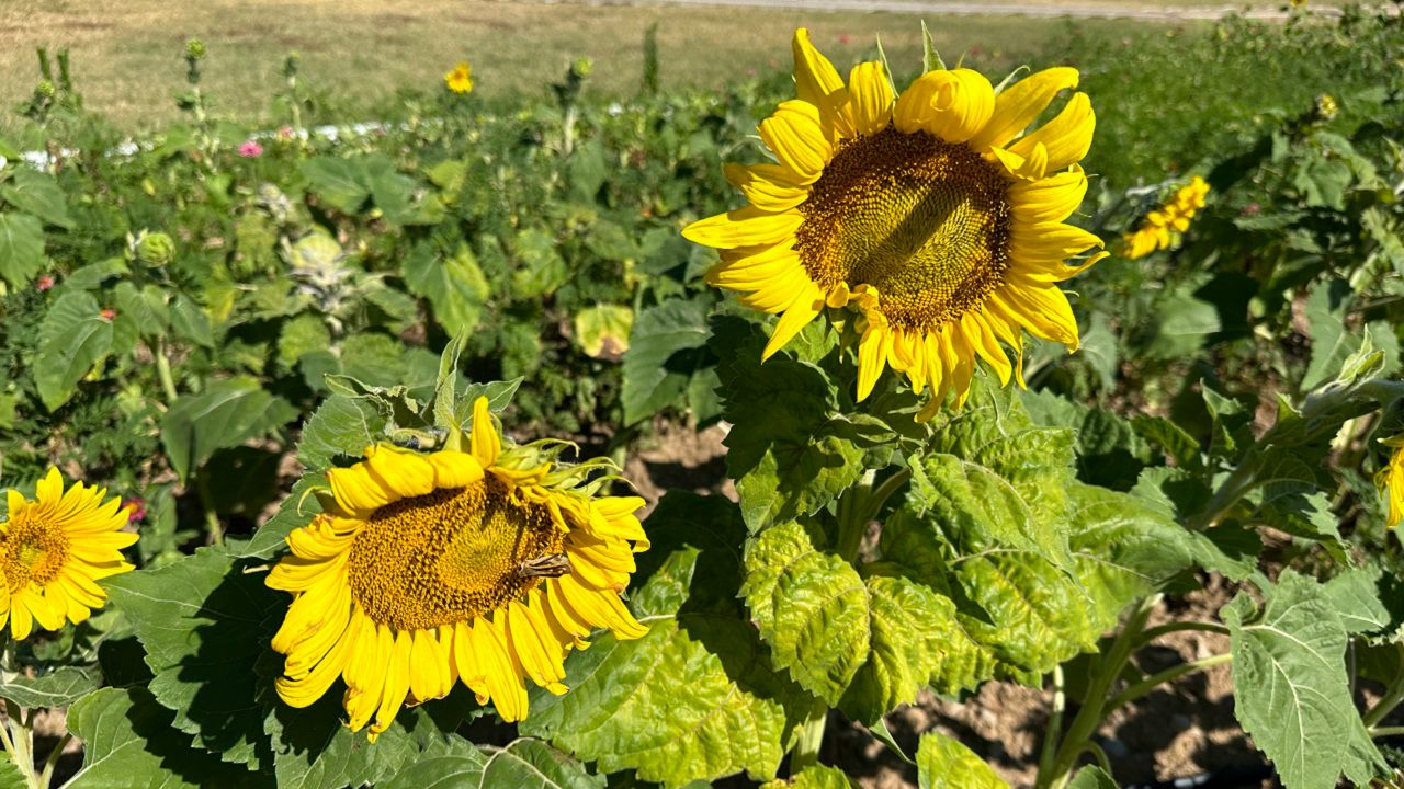 Dry weather impacting blooming sunflowers at Dix Park