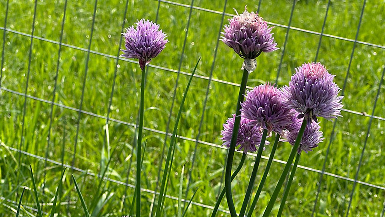 photo close up of purple flowers next to a fence