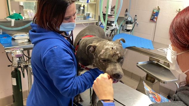 "Superman" is a young dog that came to the Cincinnati Shelter in bad shape. His care team is pleased to see his progress and hope he will soon be ready for adoption.