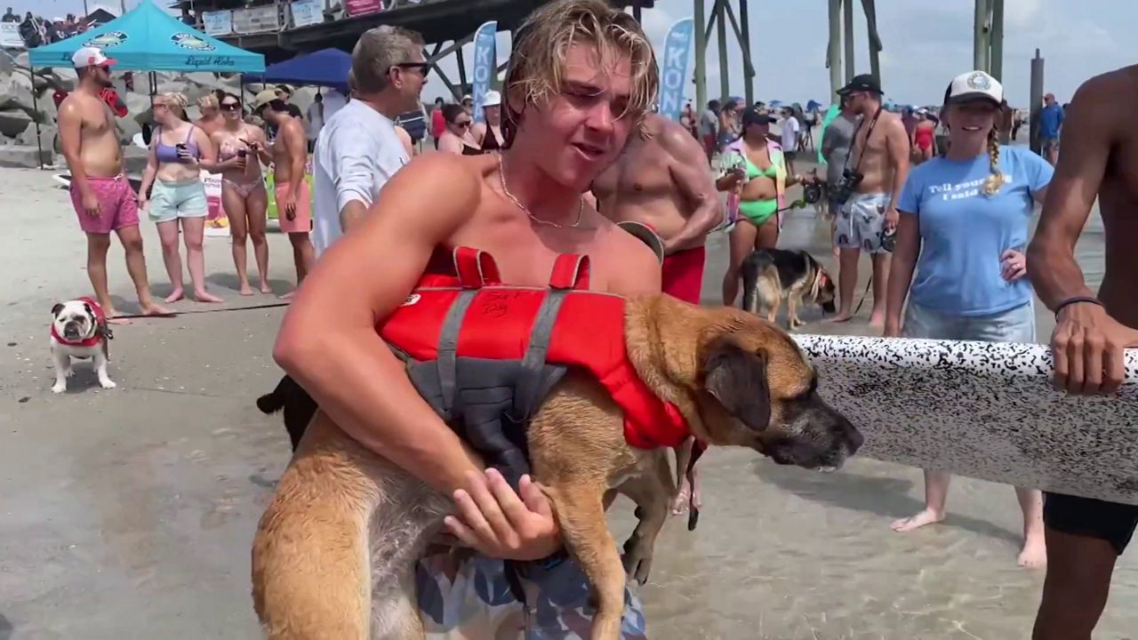 Lil Bit, who  has participated in the Surf Dog Experience for seven years, gets ready to hit the waves in Carolina Beach. (Spectrum News 1/Alex Wilkinson)