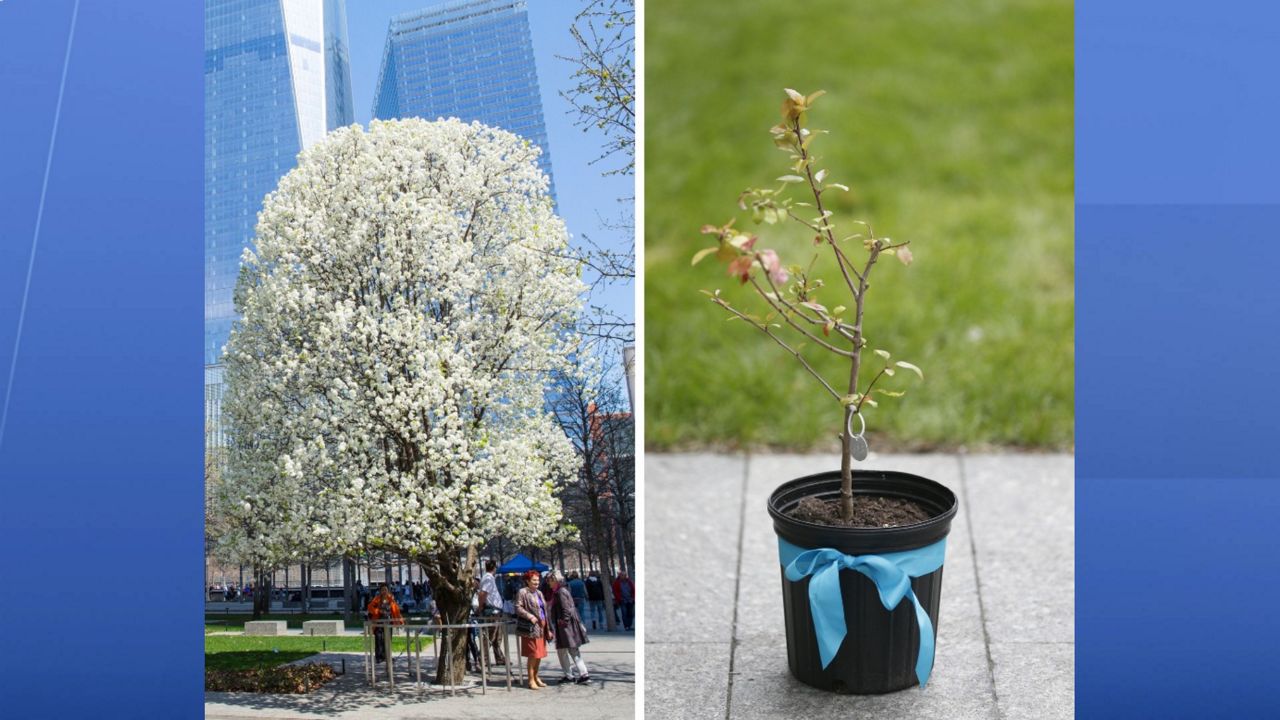 Plant Your Own Survivor Tree – The 9/11 Lesson