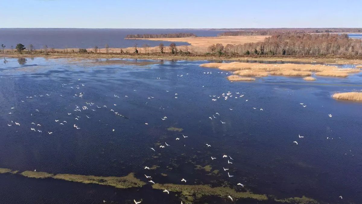 “Lake Mattamuskeet has experienced declines in water quality, transitioning from a lake dominated by dense grass beds to one dominated by microscopic blue-green algae,” according to the U.S. Fish and Wildlife Service.