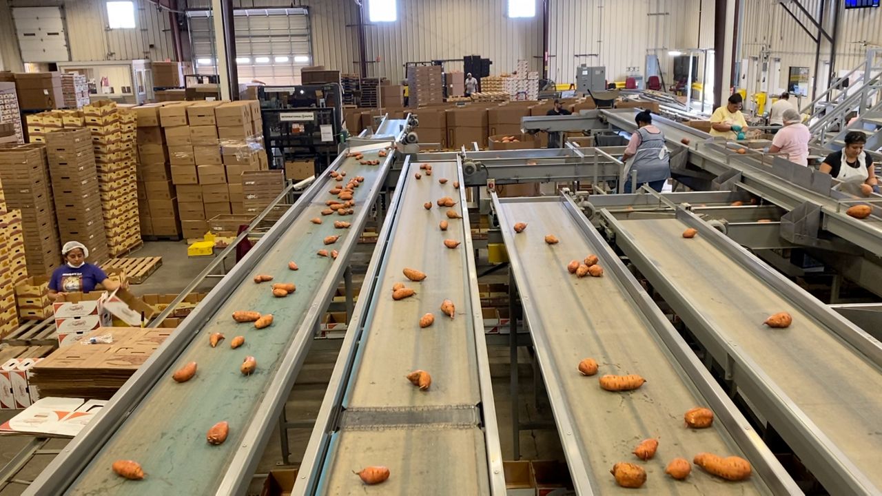 Sweet Potato Packing 