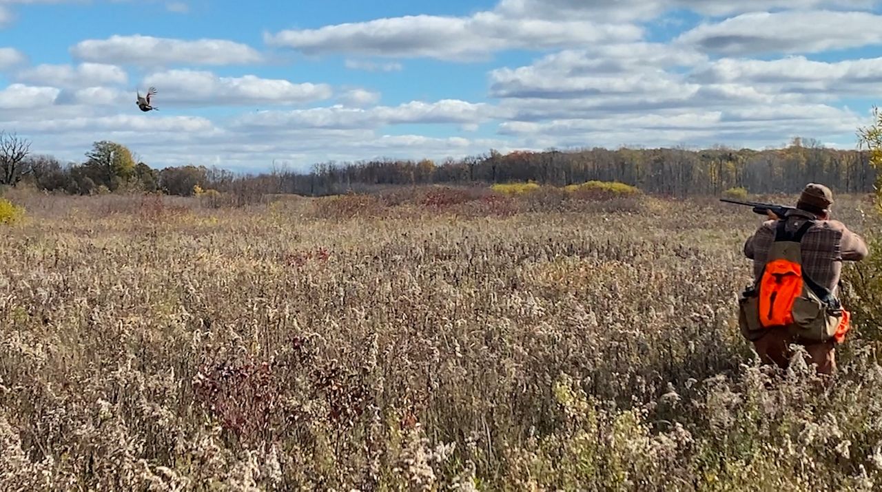 Wisconsin DNR raises, spreads pheasants for hunters