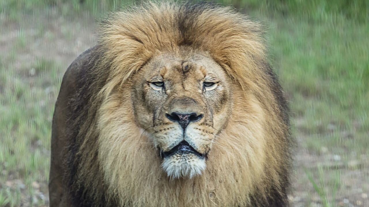 Tamarr the Lion